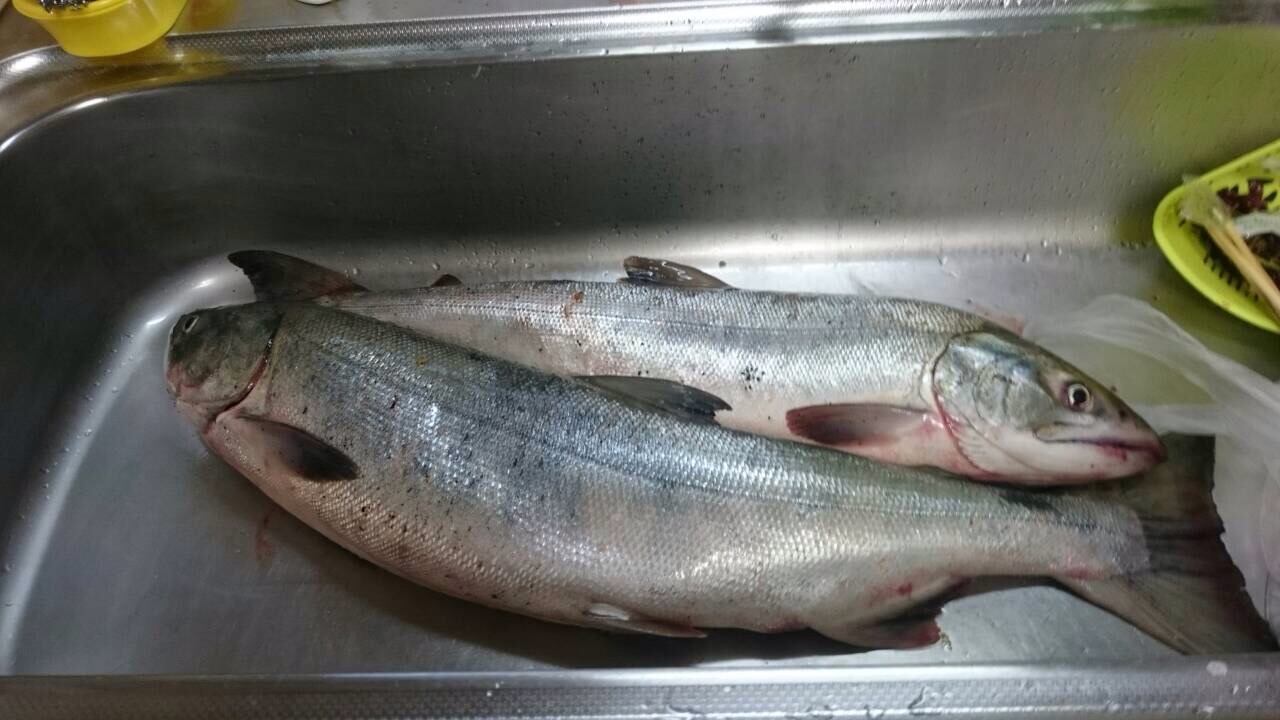 鮭釣ってきました 室蘭 北海道 の旅行記 ブログ By Ririさん フォートラベル 鮭釣ってきました 室蘭 北海道 の旅行記 ブログ By Ririさん フォートラベル