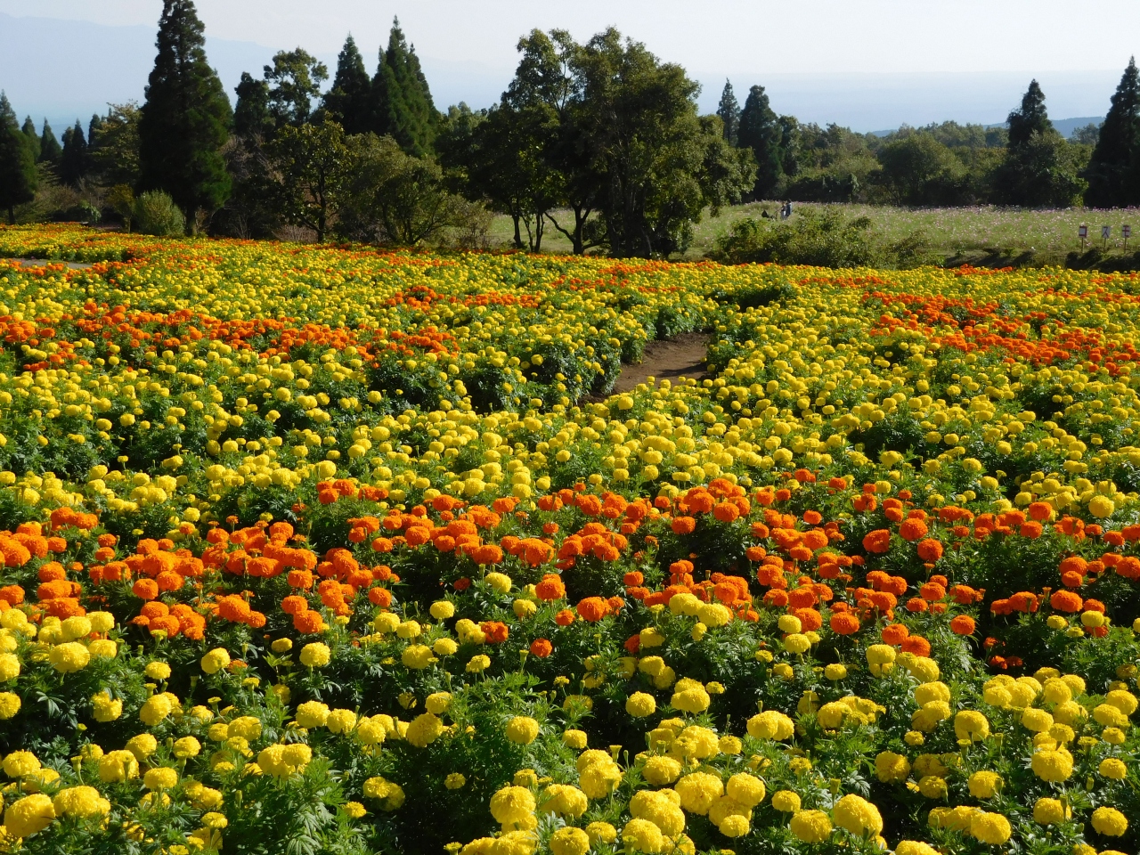 15年10月 大分 くじゅう花公園 久住高原 大分県 の旅行記 ブログ By Morkaさん フォートラベル