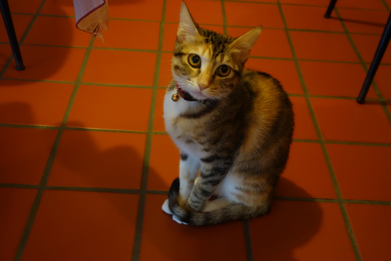 よかにゃん 猫カフェ In 台北 台北 台湾 の旅行記 ブログ By けんいちさん フォートラベル よかにゃん 猫カフェ In 台北 台北 台湾 の旅行記 ブログ By けんいちさん フォートラベル