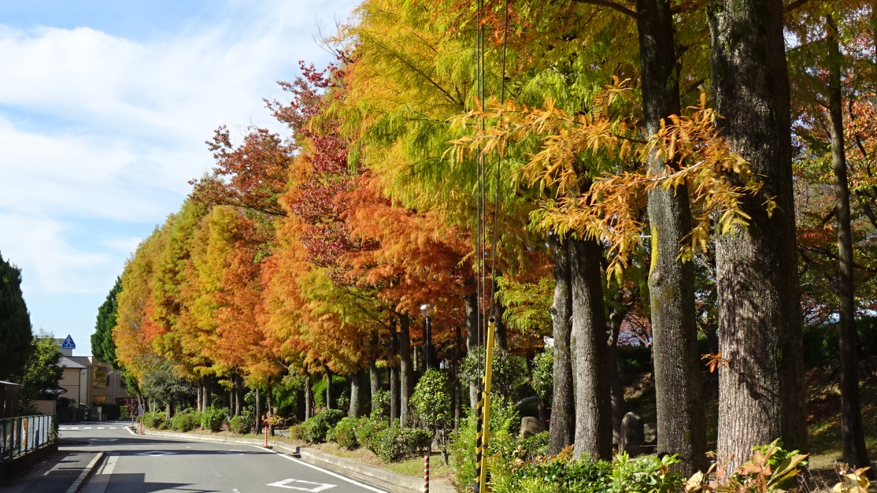 瑞ヶ池散歩道の沼杉は 紅葉には少し早かった 伊丹 兵庫県 の旅行記 ブログ By Hn11さん フォートラベル 瑞ヶ池散歩道の沼杉は 紅葉には少し早かった 伊丹 兵庫県 の旅行記 ブログ By Hn11さん フォートラベル