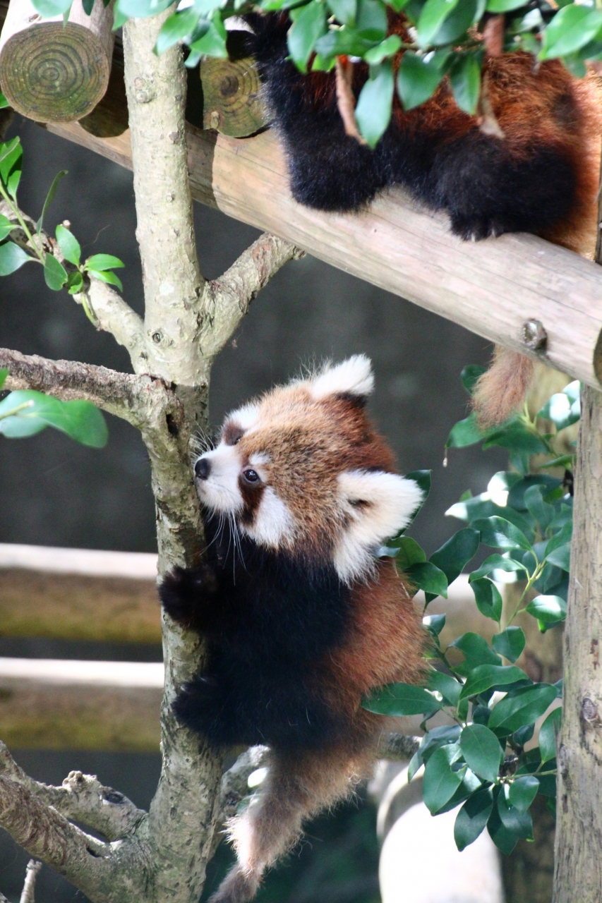 Hello レッサーパンダの赤ちゃん 毛玉がよちよち木を渡る モッチーくんと咲弥ちゃん 福井県鯖江市の日本一小さい動物園にて 武生 鯖江 福井県 の旅行記 ブログ By まみさん フォートラベル
