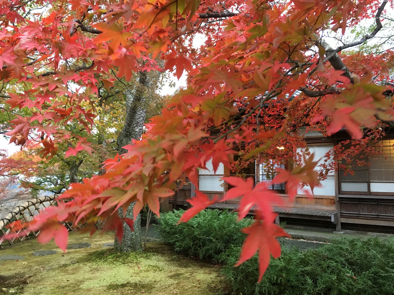 紅葉ドライブ 御殿場 箱根編 強羅温泉 神奈川県 の旅行記 ブログ By えいちゃんさん フォートラベル
