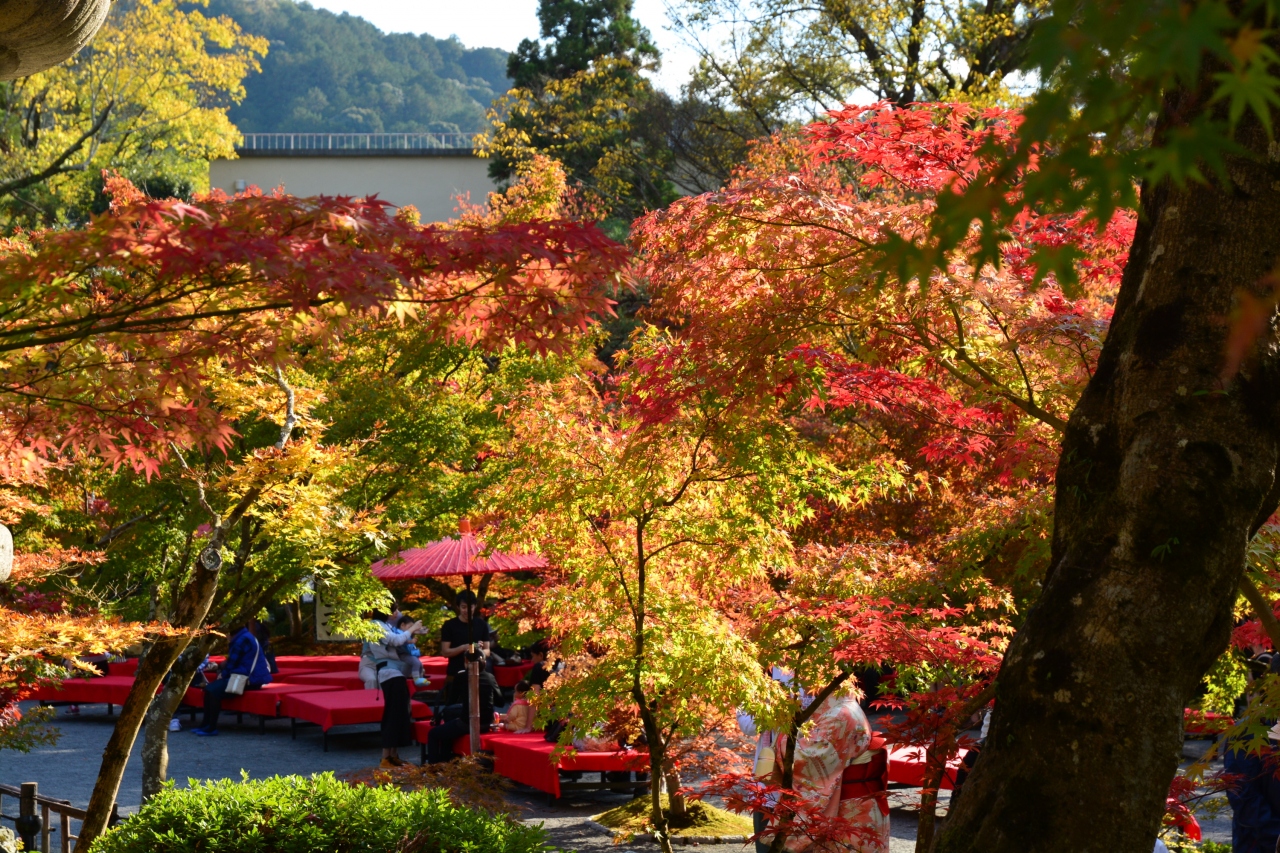 京都紅葉情報 南禅寺永観堂の紅葉は もう少しで見ごろを迎えます ２０１５年１１月６日 その１ 東山 祇園 北白川 京都 の旅行記 ブログ By ふらっとちょっとさん フォートラベル