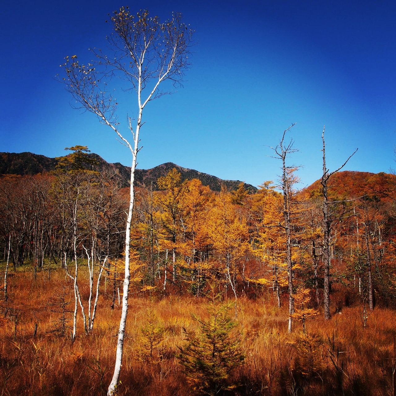 紅葉真っ盛りの戦場ヶ原ハイキング 日光湯元温泉 栃木県 の旅行記 ブログ By あっちゃんさん フォートラベル