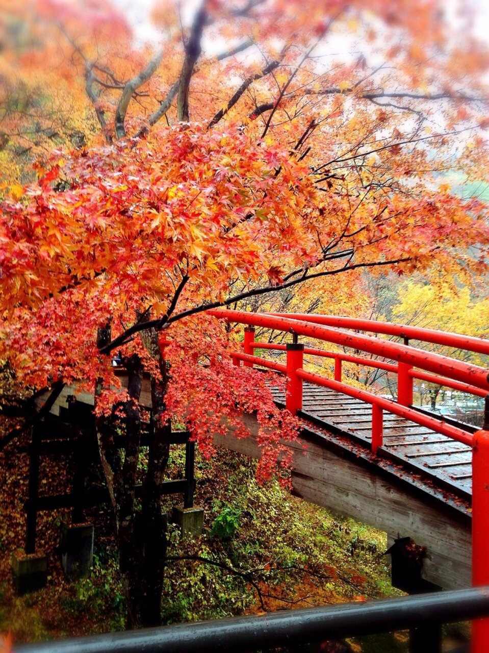 紅葉真っ只中の伊香保温泉と榛名神社 伊香保温泉 群馬県 の旅行記 ブログ By Akiさん フォートラベル 紅葉真っ只中の伊香保温泉と榛名神社 伊香保温泉 群馬県 の旅行記 ブログ By Akiさん フォートラベル