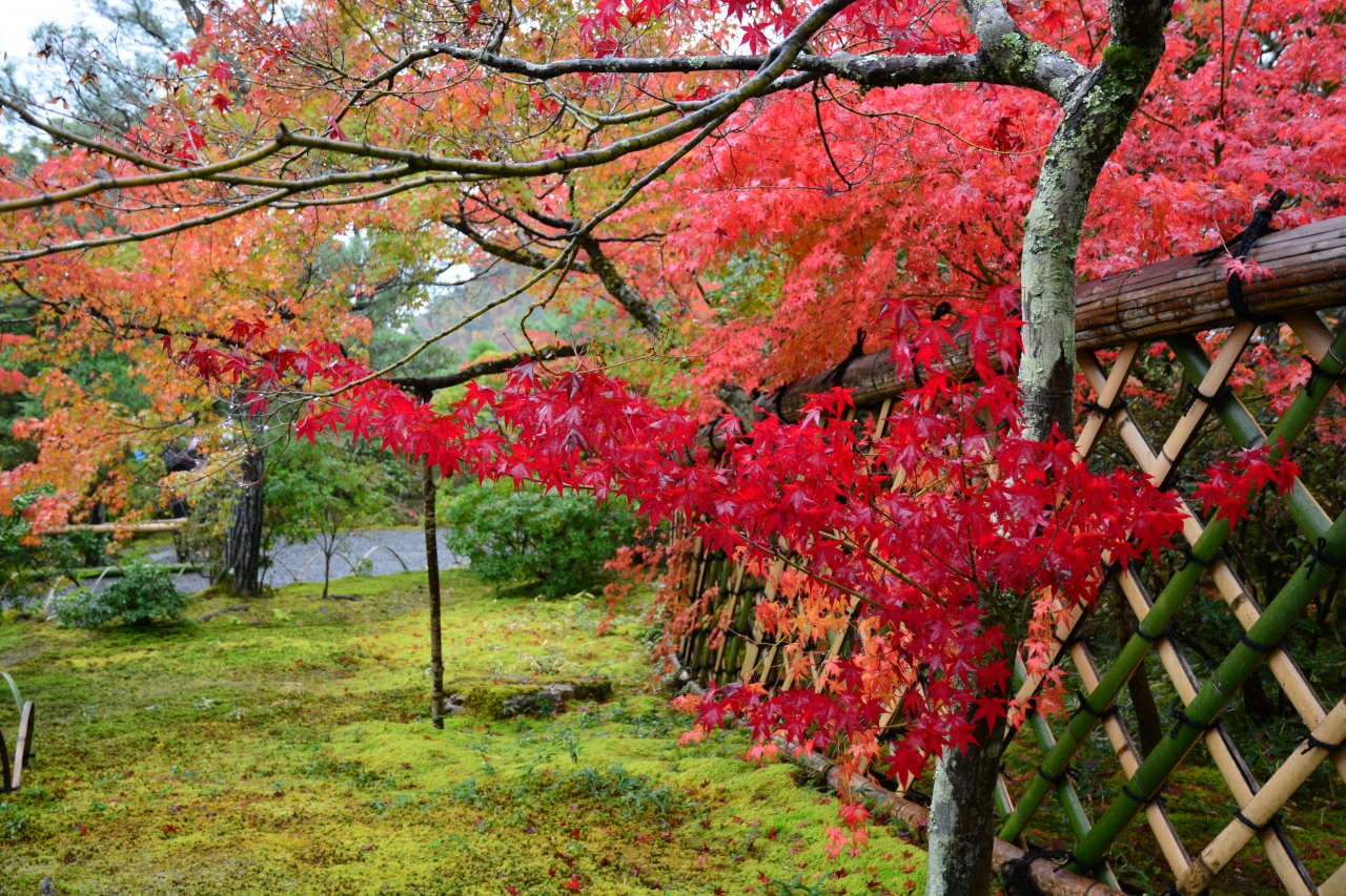 京都紅葉情報 鷹峯 光悦寺の境内の紅葉は見頃 参道の見ごろは少し先です ２０１５年１１月８日 今出川 北大路 北野 京都 の旅行記 ブログ By ふらっとちょっとさん フォートラベル