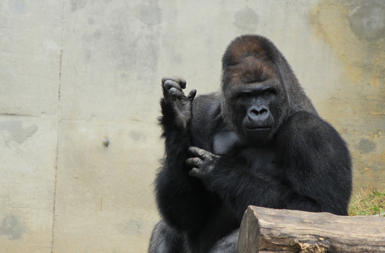 恒例の東山動物園でイケメンゴリラとご対面 あくる日は三重に飛んでパラミタミュージアム 千種 今池 愛知県 の旅行記 ブログ By みちるさん フォートラベル
