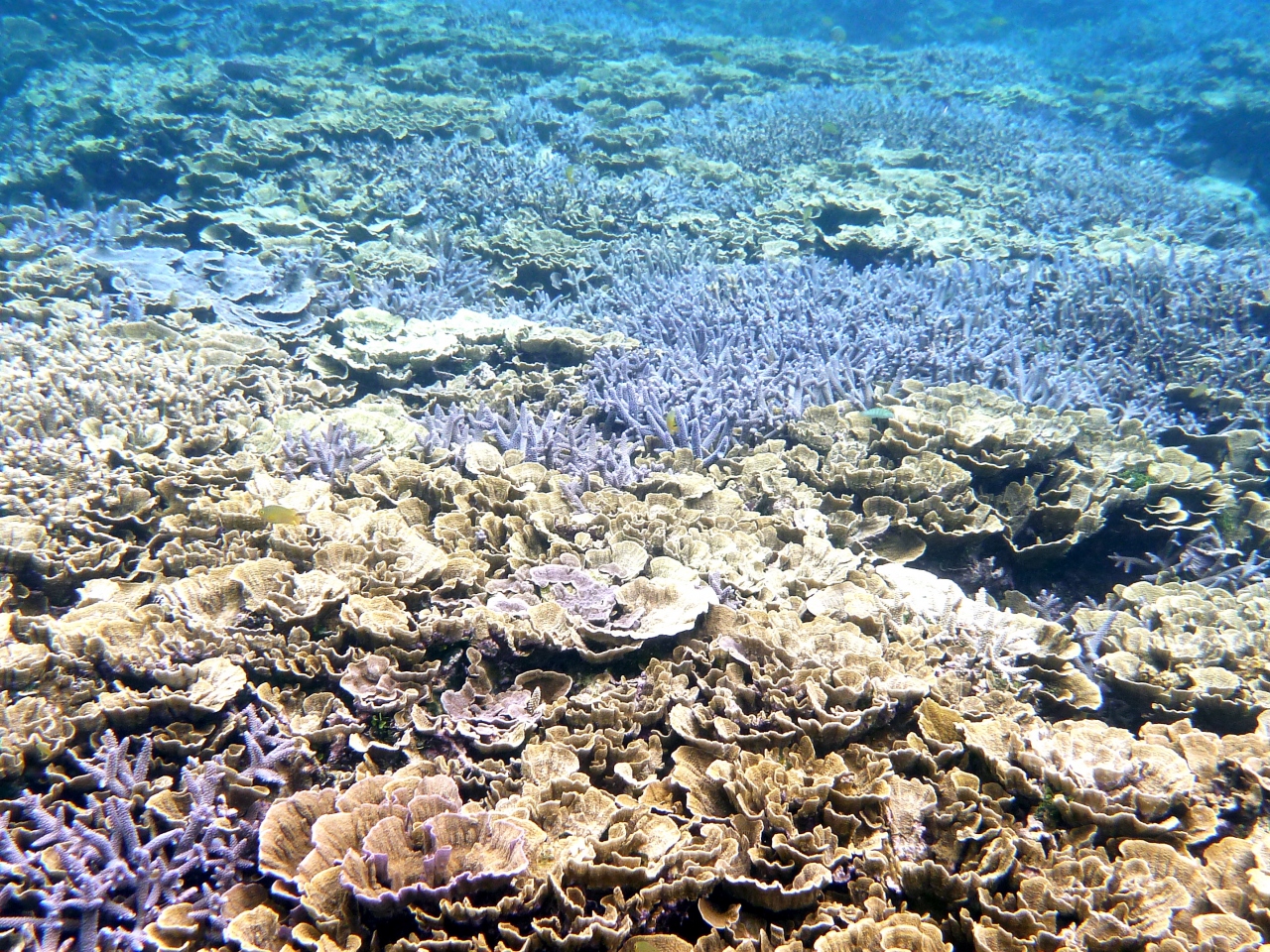 ２度目の宮古島 シュノーケリング ４日目 サンゴ礁の群生の超激美ポイント 南海岸 宮古島 沖縄県 の旅行記 ブログ By Masaさん フォートラベル
