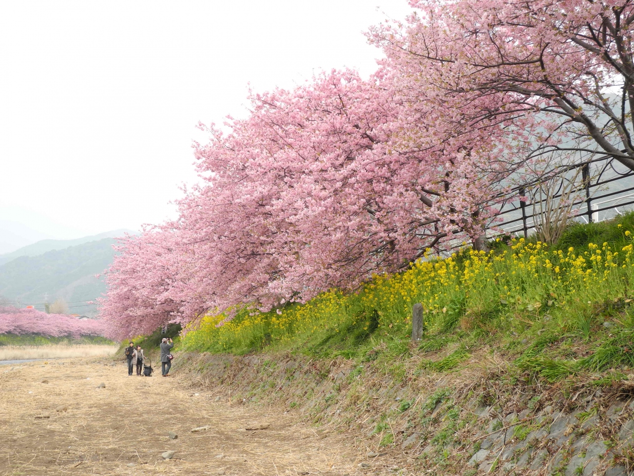 一足早い春を感じに東伊豆 河津桜まつりへ 河津温泉郷 今井浜 静岡県 の旅行記 ブログ By ジーラさん フォートラベル