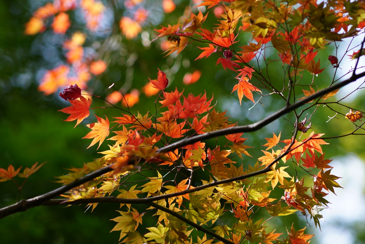 修善寺温泉街 紅葉 初見 修善寺温泉 静岡県 の旅行記 ブログ By Yasuさん フォートラベル