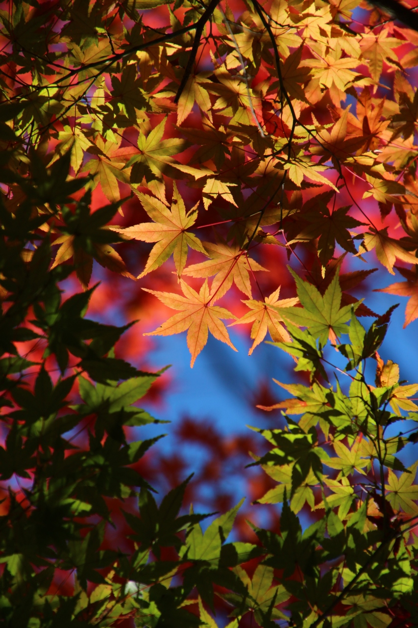 太陽光に輝く暖冬のグラデーション紅葉の森林公園と埼玉こども動物自然公園 １ 森林公園 前編 紅黄樹園のイロハモミジと渓流広場のオオモミジまで 東松山 埼玉県 の旅行記 ブログ By まみさん フォートラベル