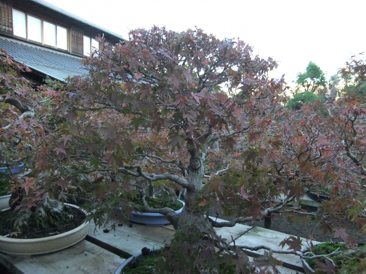 Bonsai美術館 春花園 をたずねて 新小岩 小岩 東京 の旅行記 ブログ By Rspさん フォートラベル
