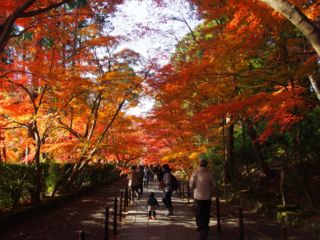 京都西山 光明寺の紅葉 長岡京 向日 京都 の旅行記 ブログ By のーとくんさん フォートラベル