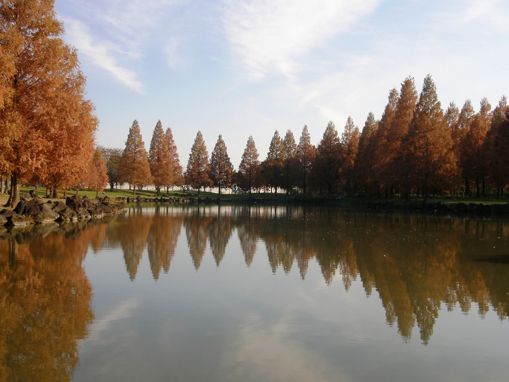 メタセコイヤの紅葉を求めて加須市はなさき公園まで歩く 行田 羽生 加須 埼玉県 の旅行記 ブログ By いっちゃんさん フォートラベル