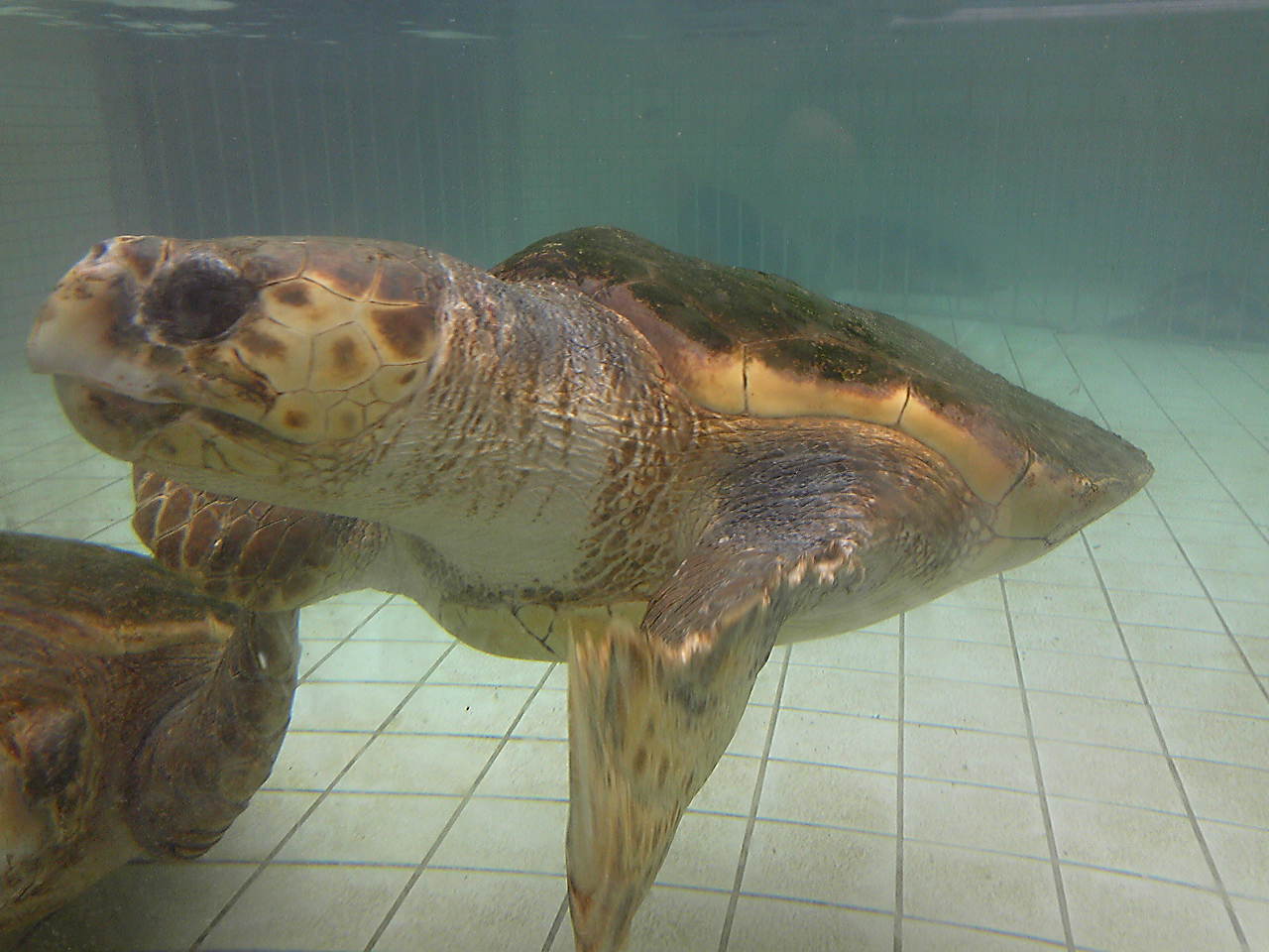 伊豆 下田 亀族館 水族館 ３種類のカメを見て満腹 下田 静岡県 の旅行記 ブログ By たつみさん フォートラベル