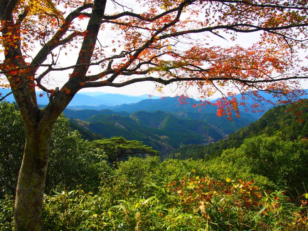 紅葉が見ごろと聞いて来てみた鳳来寺山 鳳来峡 湯谷温泉 愛知県 の旅行記 ブログ By ﾋﾛﾎﾟﾝさん フォートラベル