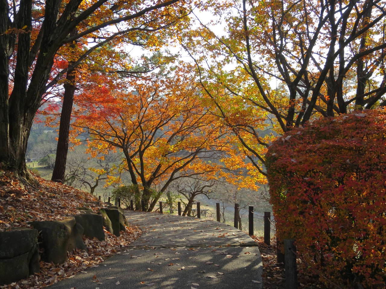 横浜 大倉山公園の紅葉 港北 長津田 青葉 神奈川県 の旅行記 ブログ By Umechan2さん フォートラベル 横浜 大倉山公園の紅葉 港北 長津田 青葉 神奈川県 の旅行記 ブログ By Umechan2さん フォートラベル