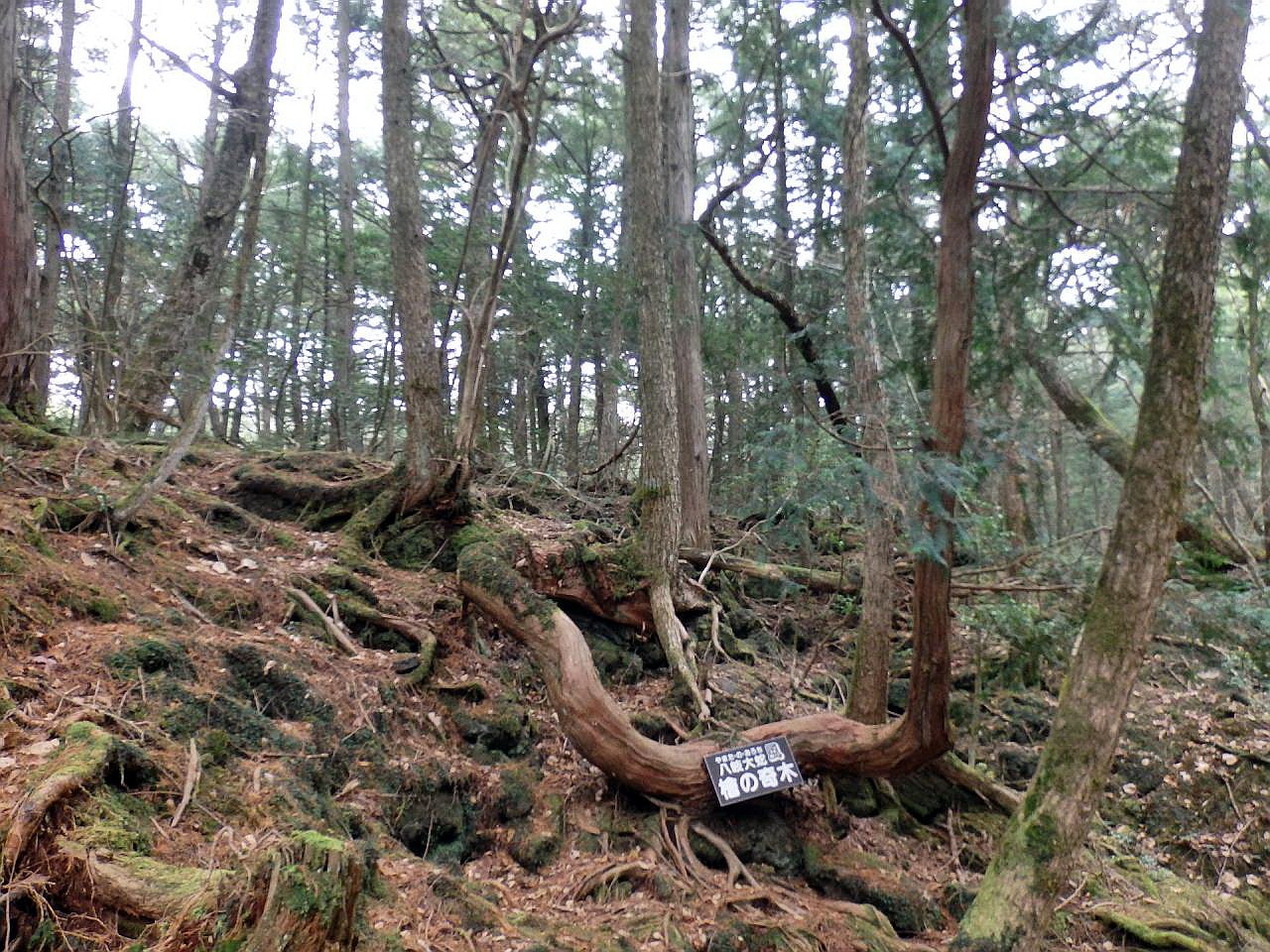 日本百名山 天城山と青木ヶ原樹海 １ 青木ヶ原 鳴沢 山梨県 の旅行記 ブログ By ペコちゃんさん フォートラベル