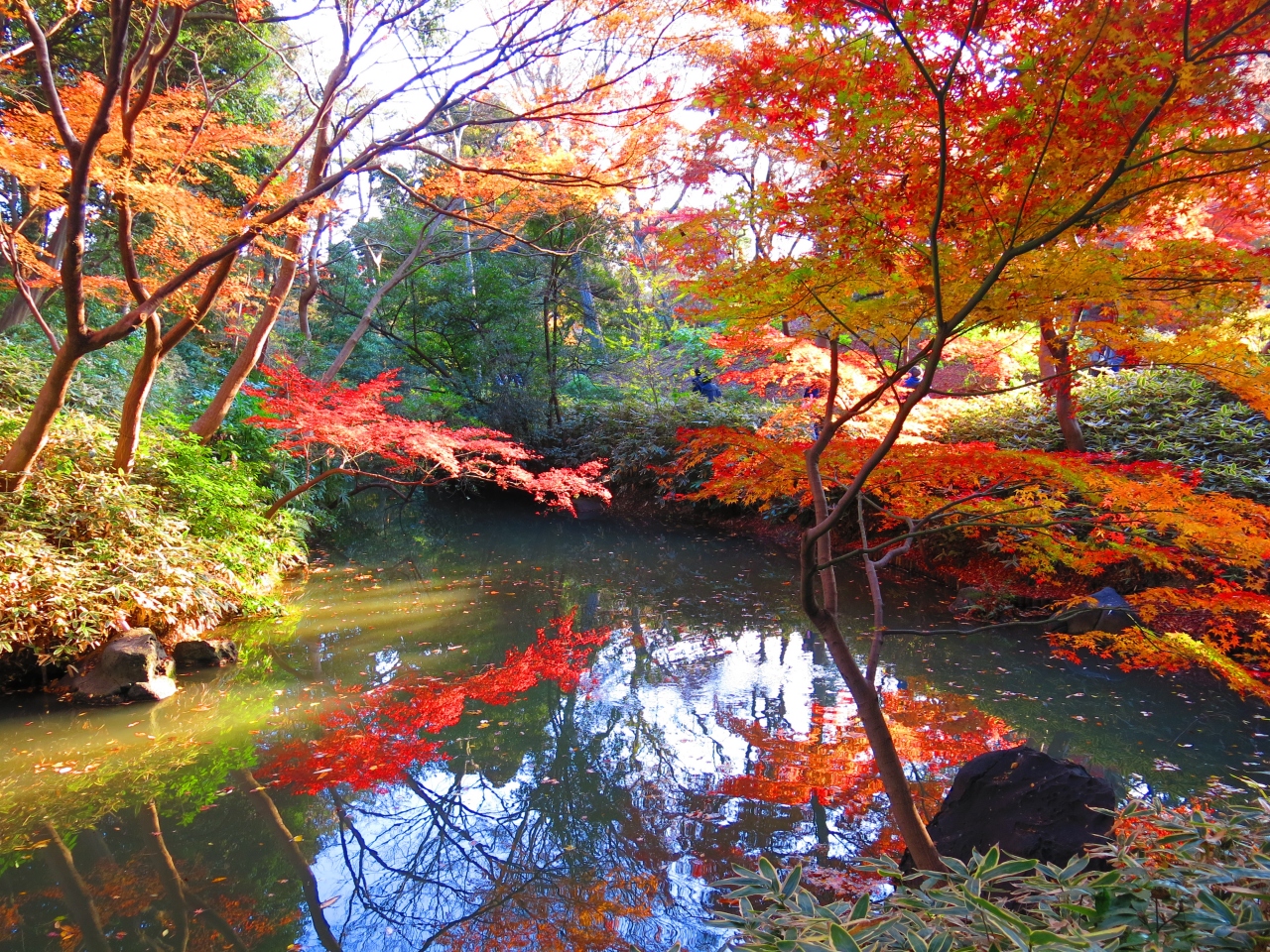 都内屈指の紅葉名所、六義園を歩く』大塚・巣鴨・駒込(東京)の旅行記・ブログ by ポジーさん【フォートラベル】