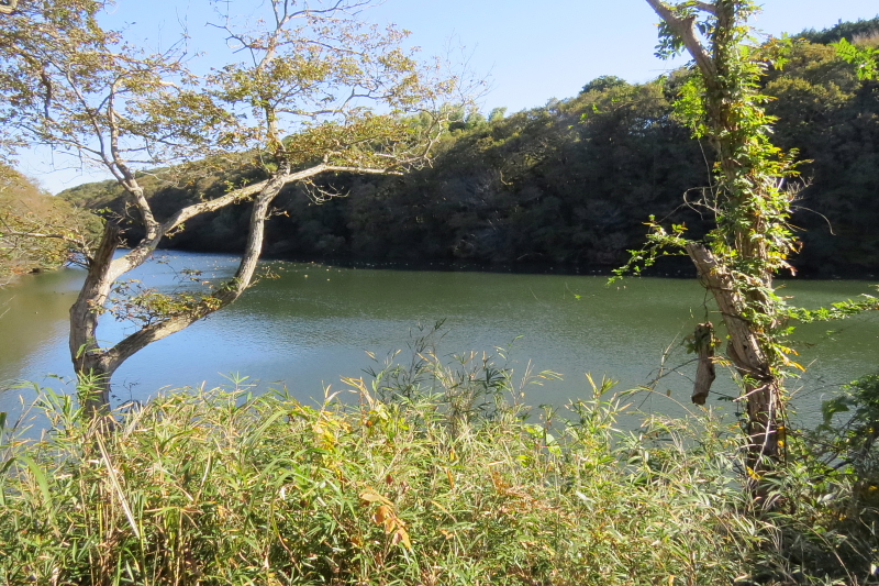 水郷県民の森でバードウォッチング 14 6 潮来 茨城県 の旅行記 ブログ By 潮来メジロさん フォートラベル