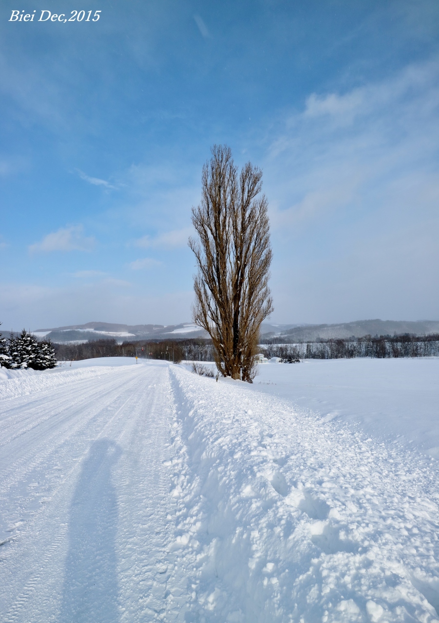 北海道 美瑛 美しすぎる白銀の世界 丘のまち美瑛の雪景色に感動 O 美瑛 びえい 北海道 の旅行記 ブログ By 弾丸トラベラー さん フォートラベル