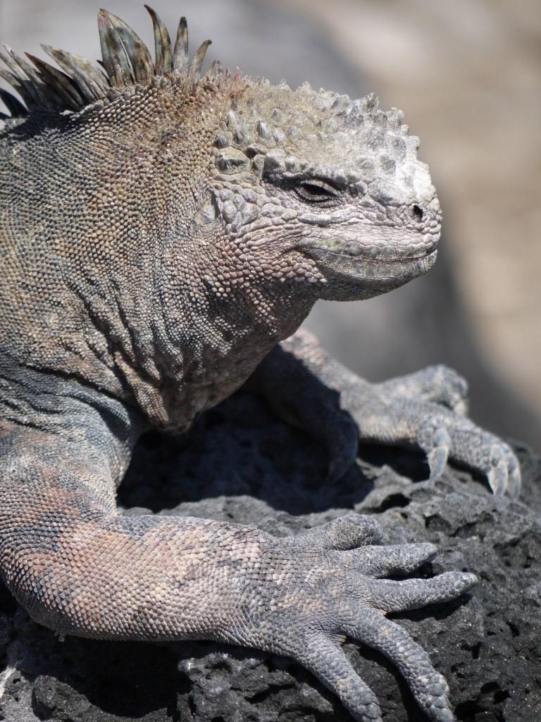 ガラパゴス2日目はサンタ クルス島北部のイタバカ海峡でシュノーケリングとplaza Sur島で自然観察 ガラパゴス エクアドル の旅行記 ブログ By Polodaddyさん フォートラベル ガラパゴス2日目はサンタ クルス島北部のイタバカ海峡でシュノーケリングとplaza Sur島で自然観察 ガラパゴス エクアドル の旅行記 ブログ By Polodaddyさん フォートラベル