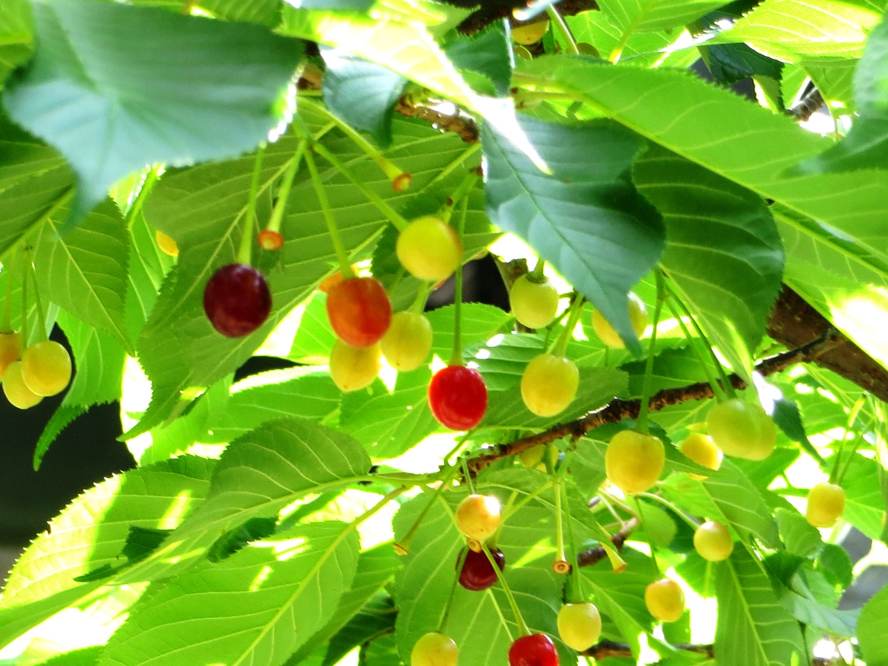 Japan 小平グリーンロード 14 お友達に河津桜のさくらんぼを見せたくて ミツバチばあやの冒険 小平 西東京 東京 の旅行記 ブログ By 唐辛子婆さん フォートラベル