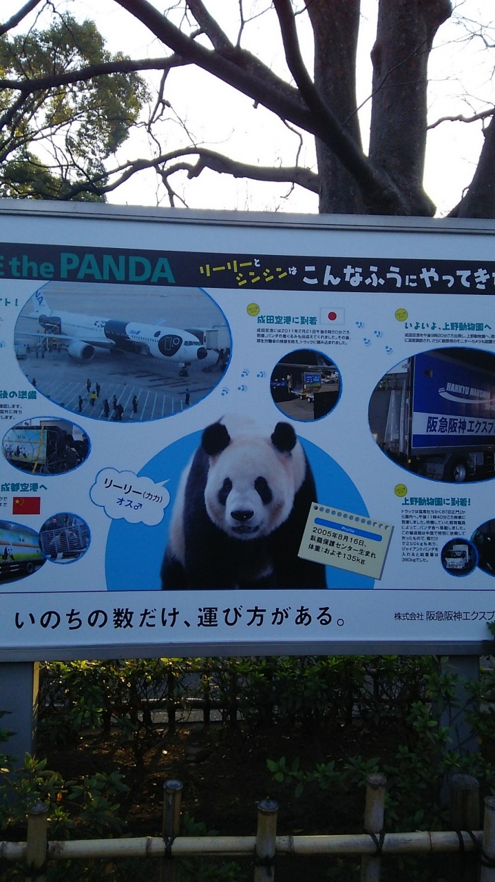 三連休は東京 上野動物園と俺のイタリアンjazzでディナー 銀座 有楽町 日比谷 東京 の旅行記 ブログ By Pavlovaさん フォートラベル 三連休は東京 上野動物園と俺のイタリアンjazzでディナー 銀座 有楽町 日比谷 東京 の旅行記 ブログ By Pavlovaさん フォートラベル