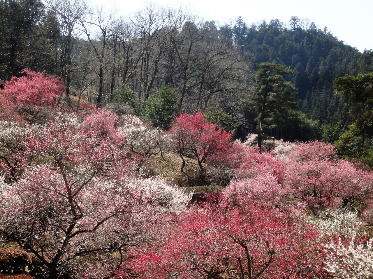 吉野梅郷梅まつりと御嶽駅まで散策 青梅 東京 の旅行記 ブログ By 小鈴さん フォートラベル