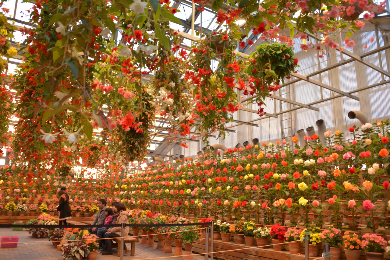 なばなの里 ベコニアガーデン 桑名 長島 三重県 の旅行記 ブログ By Rin Tomitaさん フォートラベル