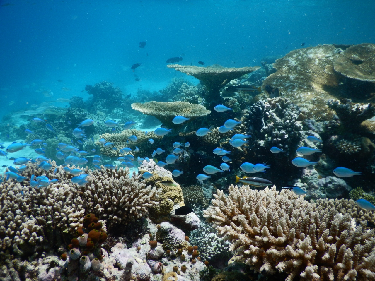 Naommintのモルディブ慰安旅行 Part2 北マーレ環礁 モルディブ の旅行記 ブログ By Naommintさん フォートラベル