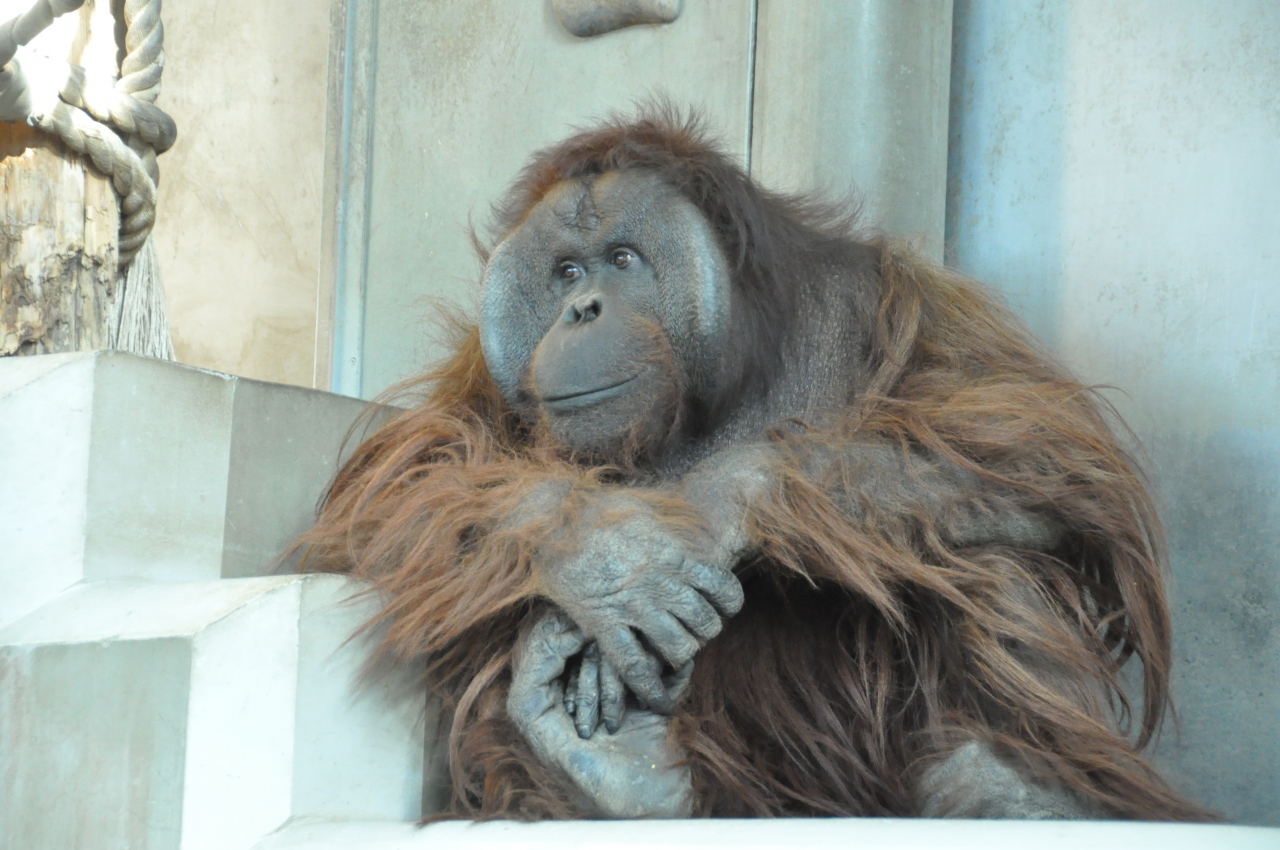 今年２回目の旭山動物園でオランウータンの行動展示を見た 旭川 北海道 の旅行記 ブログ By Sio爺さん フォートラベル