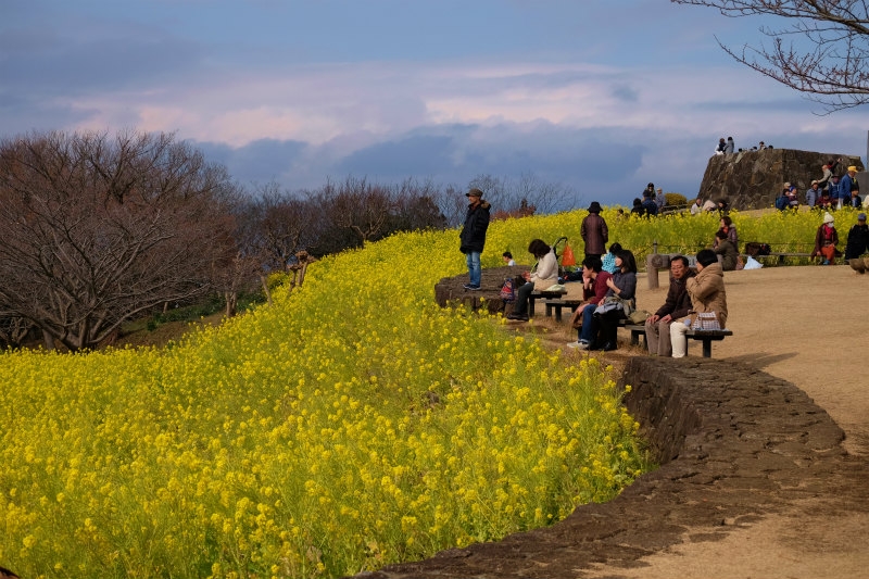 菜の花の咲く 神奈川県の二宮町 吾妻山公園は曇り 平塚 大磯 神奈川県 の旅行記 ブログ By 義臣さん フォートラベル