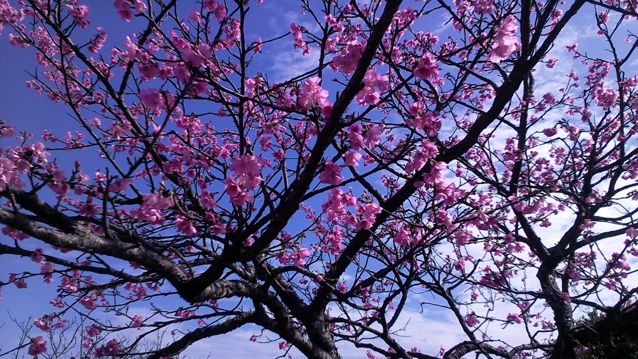 今帰仁城の桜まつり 遺跡と桜はよくマッチする いいところです 美ら海 本部 今帰仁 沖縄県 の旅行記 ブログ By Nomonomoさん フォートラベル