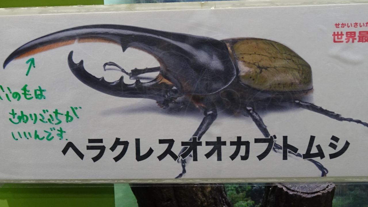 昆陽池公園昆虫館の見学 伊丹 兵庫県 の旅行記 ブログ By Hn11さん フォートラベル