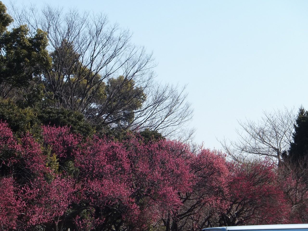 今年は大宮公園の梅が早い 大宮 埼玉県 の旅行記 ブログ By Ktoku3さん フォートラベル