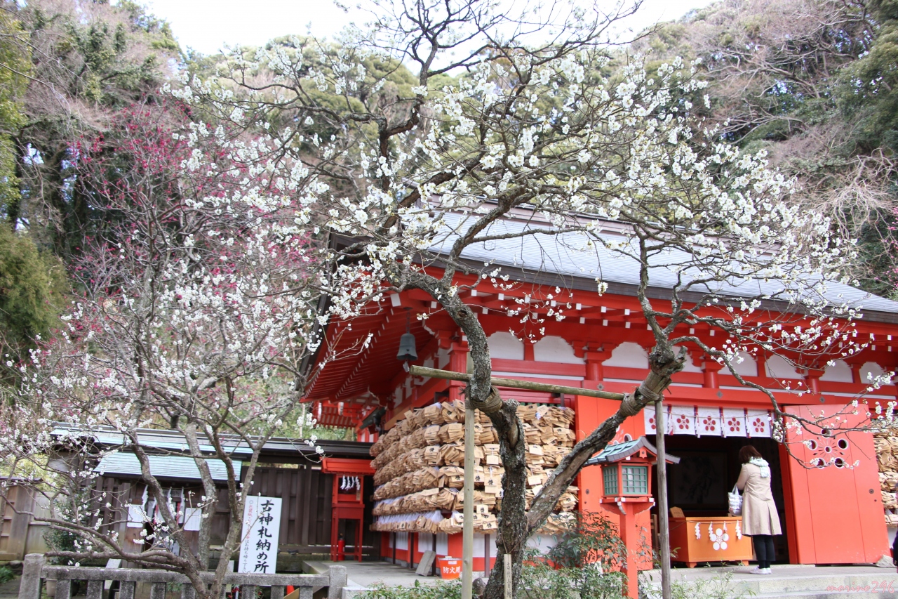 早咲きの梅が見頃となった鎌倉 桜と節分草も楽しめました 鎌倉 神奈川県 の旅行記 ブログ By Morino296さん フォートラベル 早咲きの梅が見頃となった鎌倉 桜と節分草も楽しめました 鎌倉 神奈川県 の旅行記 ブログ By Morino296さん フォートラベル