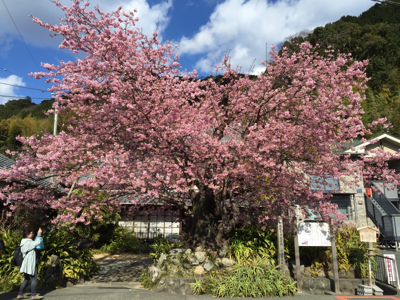 河津桜を見に行くバスツアー 河津温泉郷 今井浜 静岡県 の旅行記 ブログ By Mugieさん フォートラベル