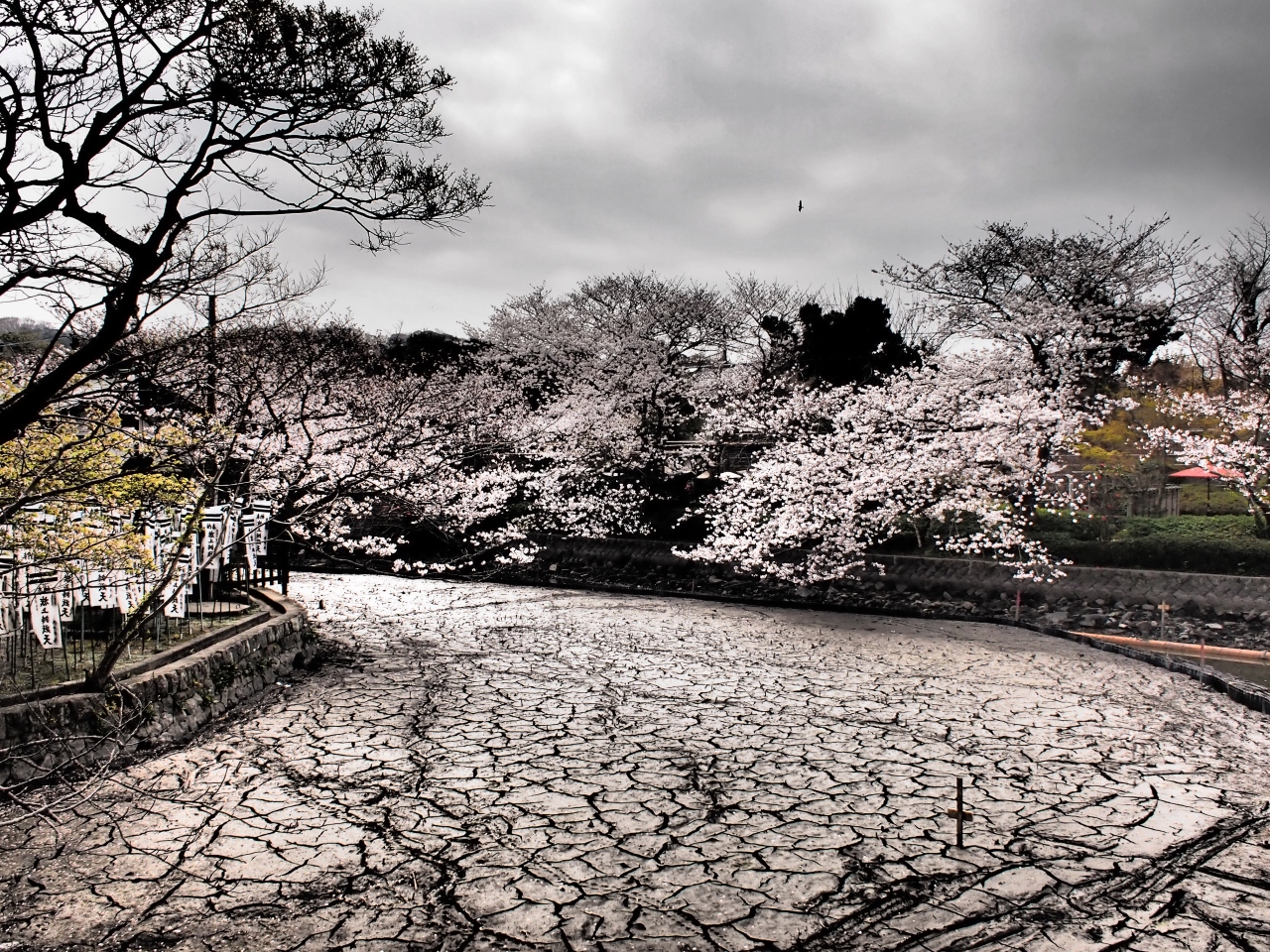 鎌倉 桜旅行記 鶴岡八幡宮 干からびた源氏池と桜の光景 鎌倉 神奈川県 の旅行記 ブログ By ムヒカさん フォートラベル 鎌倉 桜旅行記 鶴岡八幡宮 干からびた源氏池と桜の光景 鎌倉 神奈川県 の旅行記 ブログ By ムヒカさん フォートラベル