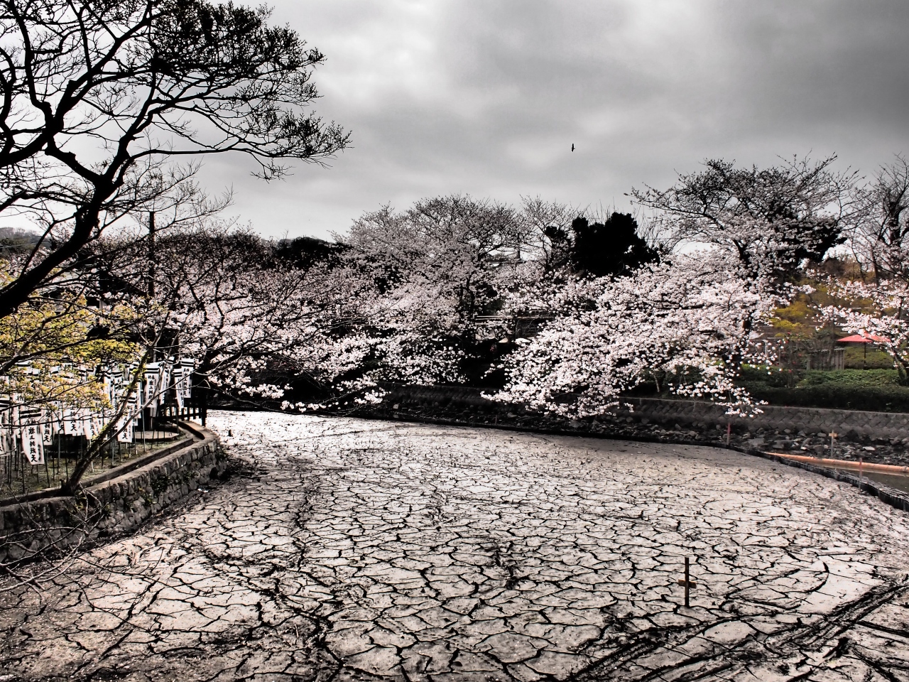 鎌倉 桜旅行記 鶴岡八幡宮 干からびた源氏池と桜の光景 鎌倉 神奈川県 の旅行記 ブログ By ムヒカさん フォートラベル