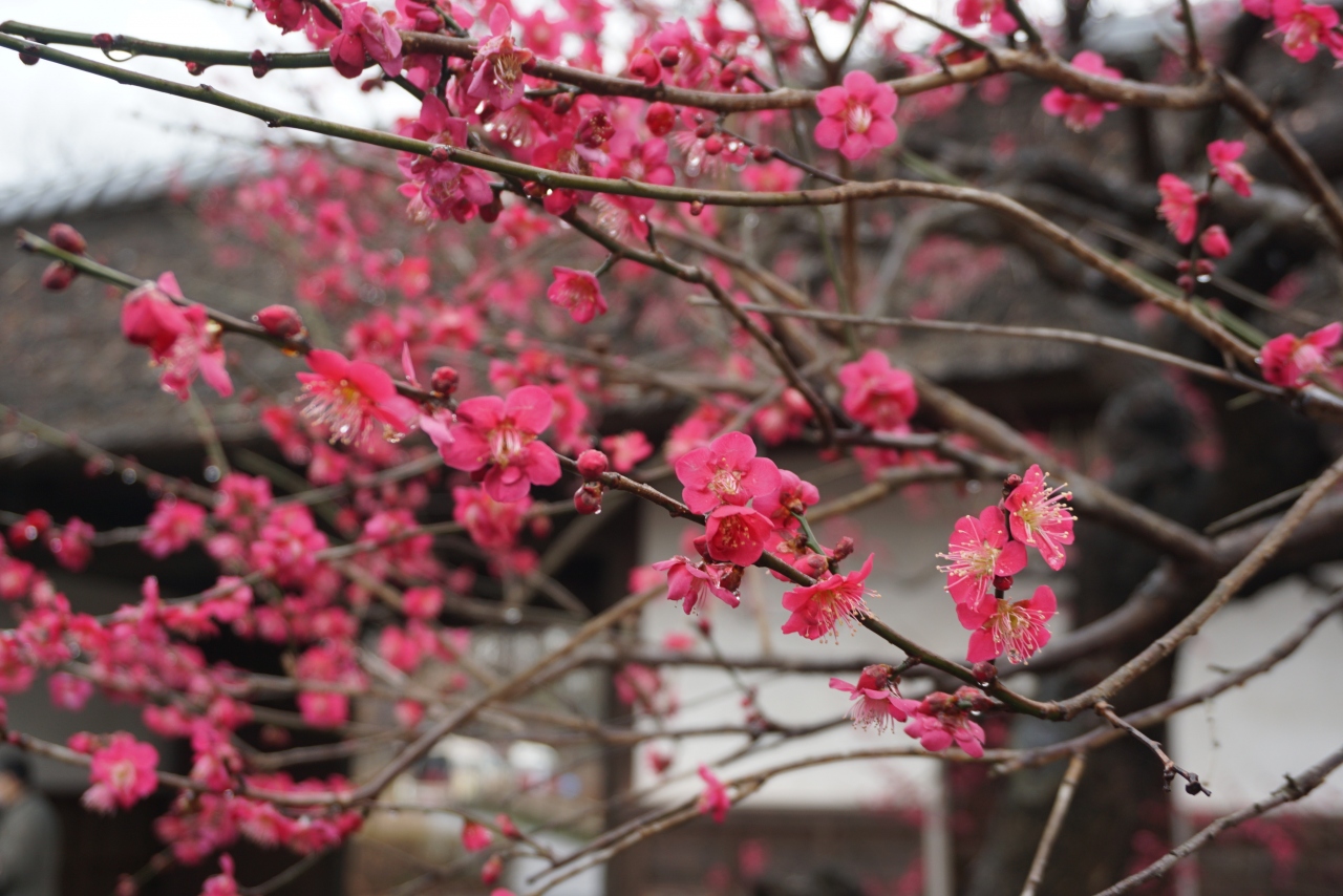 府中郷土の森 梅まつり 国立 府中 稲城 東京 の旅行記 ブログ By Wind99さん フォートラベル