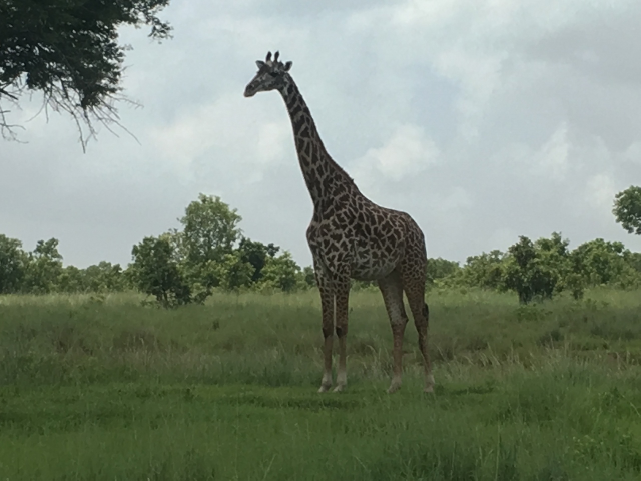 タンザニア滞在記5 ミクミ国立公園編 その他の観光地 タンザニア の旅行記 ブログ By Eahawkさん フォートラベル