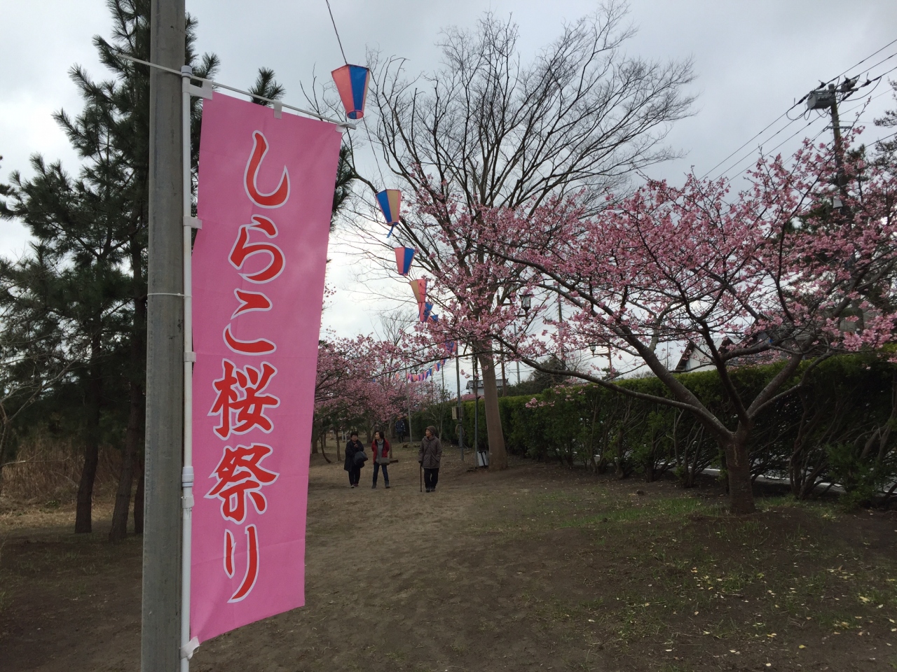 早くも満開 しらこ桜祭り 九十九里 千葉県 の旅行記 ブログ By さとちゃんさん フォートラベル