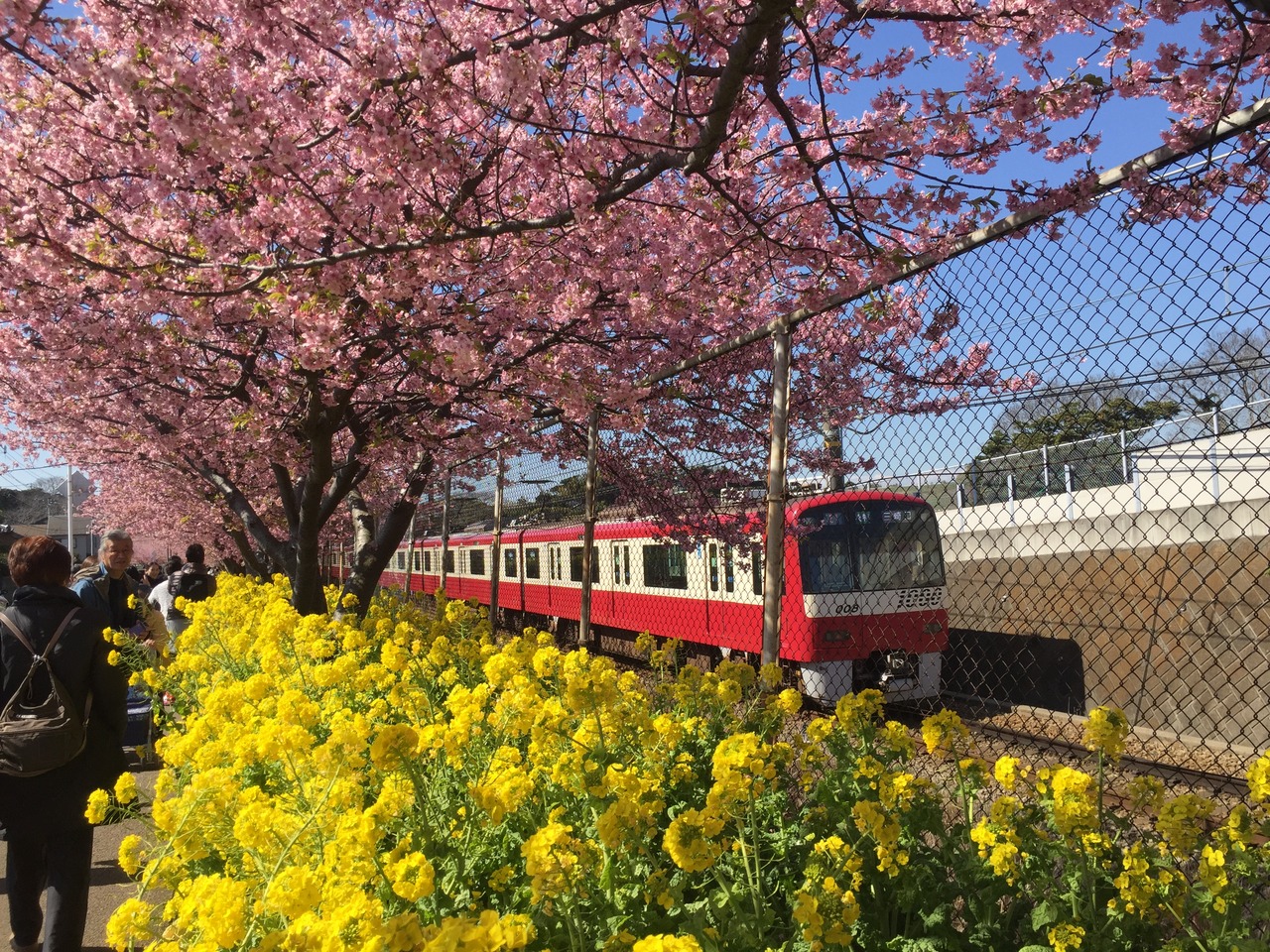 河津 三浦 桜 海岸 三浦河津桜花散歩