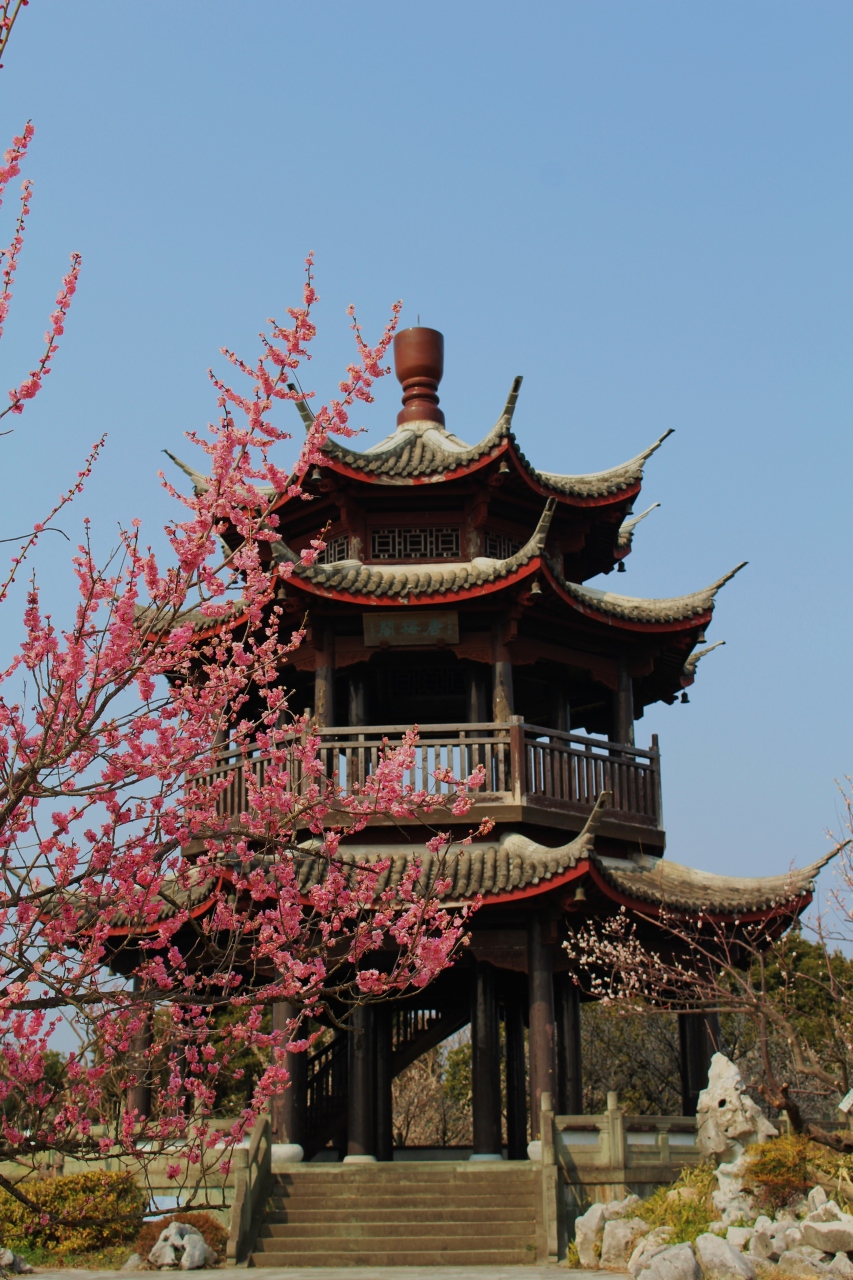 世界 の 梅 公園 世界 の 梅 公園