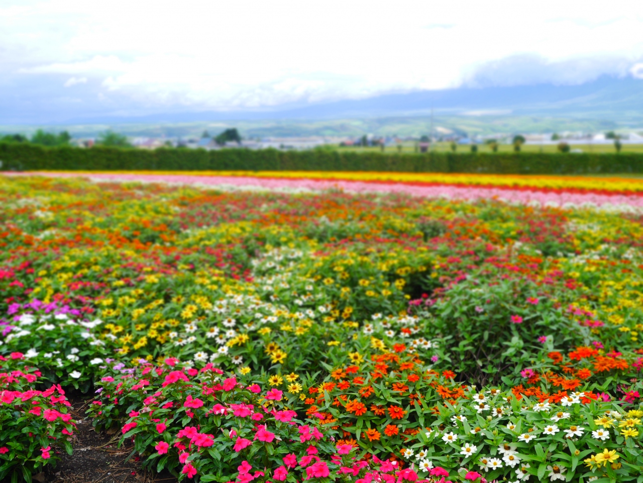 夏の北海道 家族旅行 富良野のお花畑 富良野 北海道 の旅行記 ブログ By Riosaさん フォートラベル