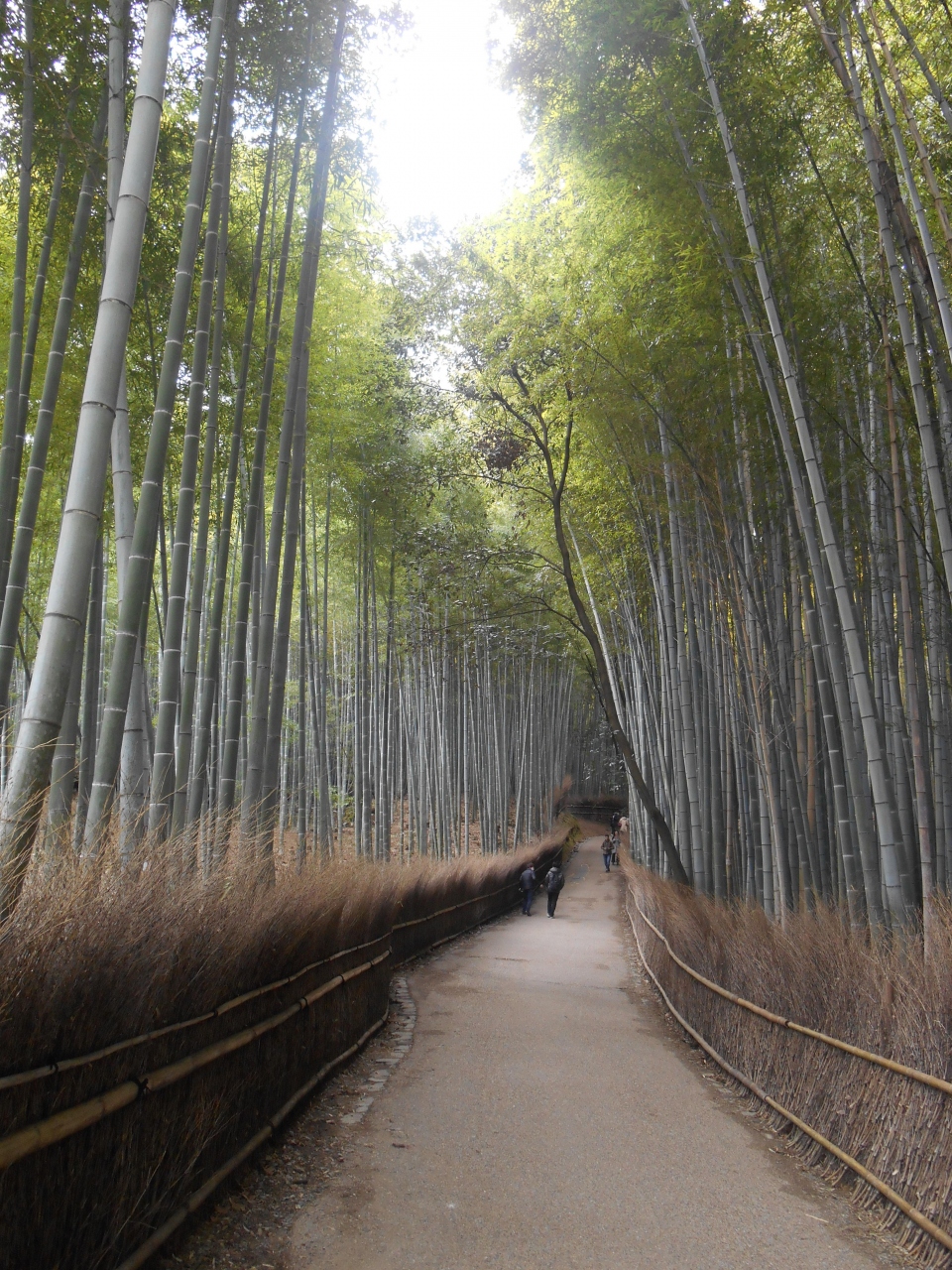 サンキュー京都の日帰りの旅 嵐山 嵯峨野 太秦 桂 京都 の旅行記 ブログ By きんちゃくだいさん フォートラベル