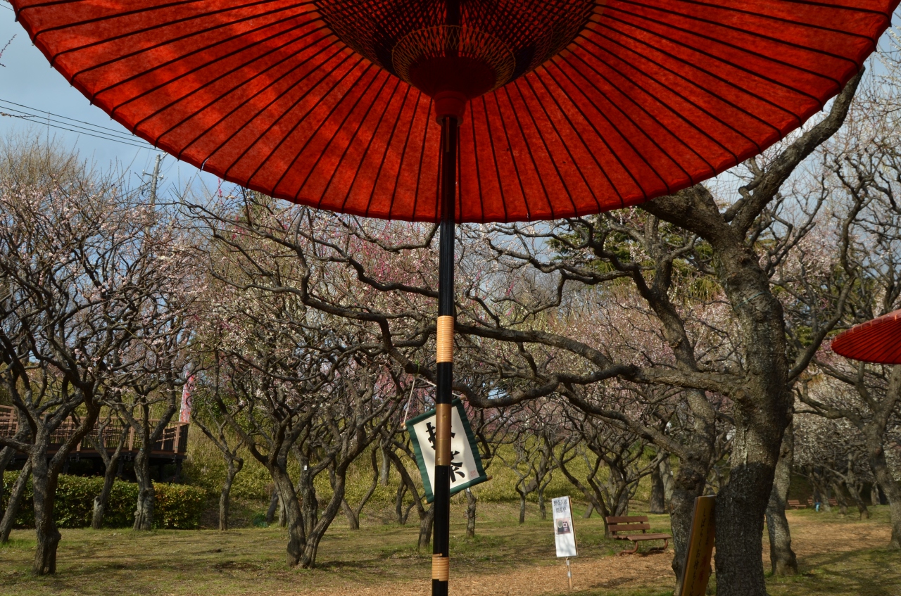 横浜花巡り 保土ヶ谷公園梅林 三ッ池公園 東神奈川 保土ヶ谷 弘明寺 神奈川県 の旅行記 ブログ By Takeおじさん フォートラベル 横浜花巡り 保土ヶ谷公園梅林 三ッ池公園 東神奈川 保土ヶ谷 弘明寺 神奈川県 の旅行記 ブログ By Takeおじさん フォートラベル
