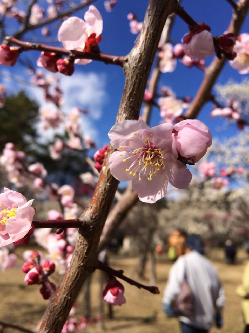 大宮公園梅まつり 大宮 埼玉県 の旅行記 ブログ By としさん フォートラベル