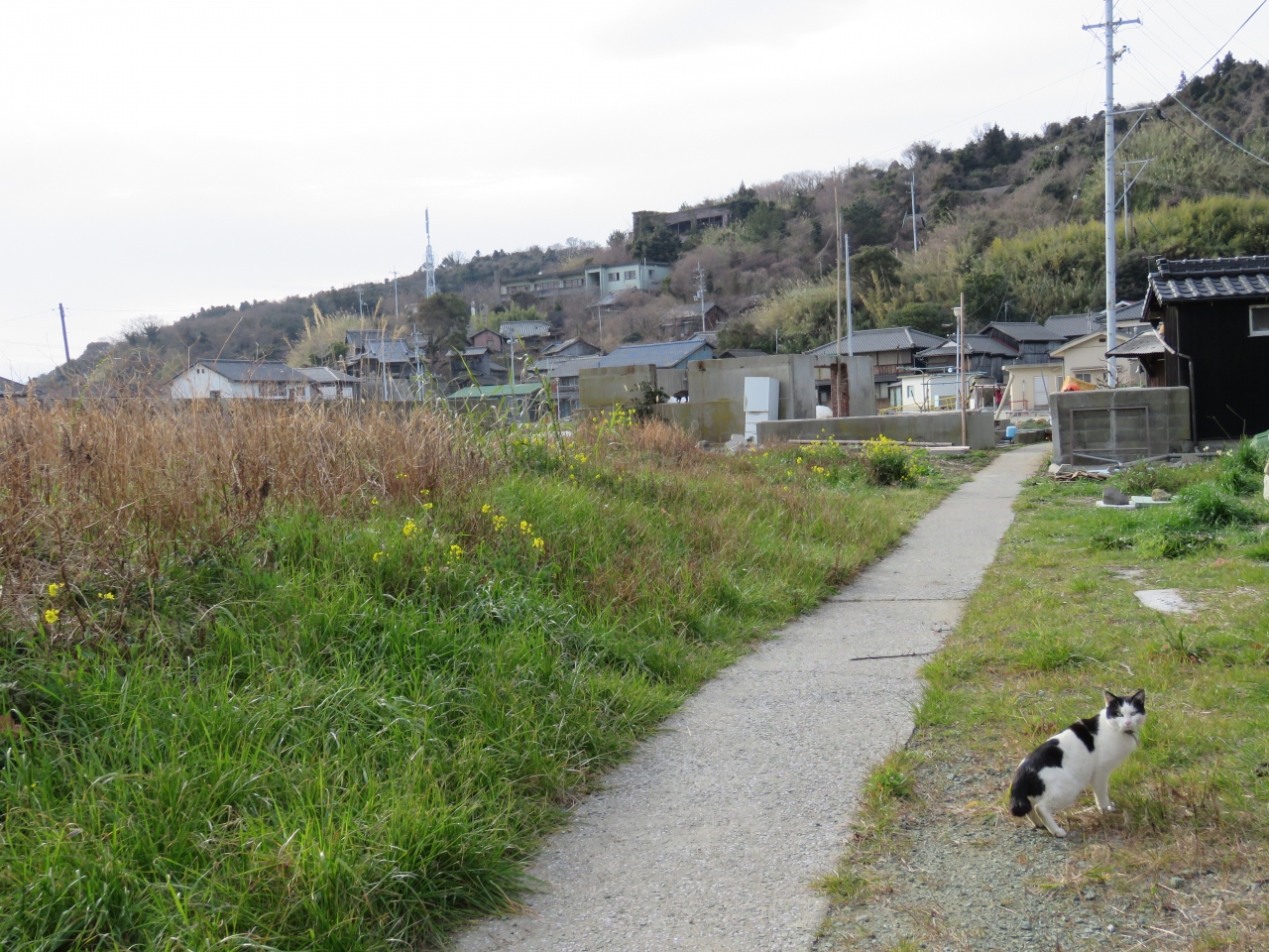 ミステリーツアー 関西 行き先は道後温泉でした 2日目 別子銅山 猫 青島 愛媛うどん 愛媛県の旅行記 ブログ By ふわっくまさん フォートラベル ミステリーツアー 関西 行き先は道後温泉でした 2日目 別子銅山 猫 青島 愛媛うどん 愛媛県の旅行記 ブログ By ふわっくまさん フォートラベル